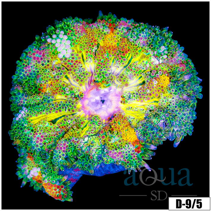 ASD Maxi Mini Carpet Anemone