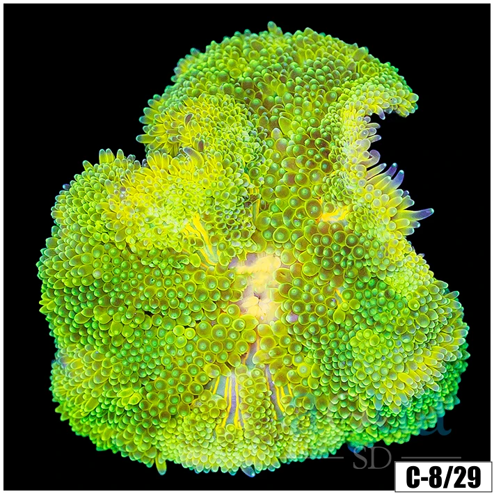 ASD Maxi Mini Carpet Anemone