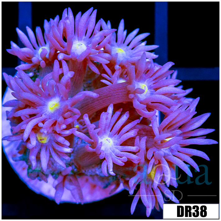 Purple Blaze Goni