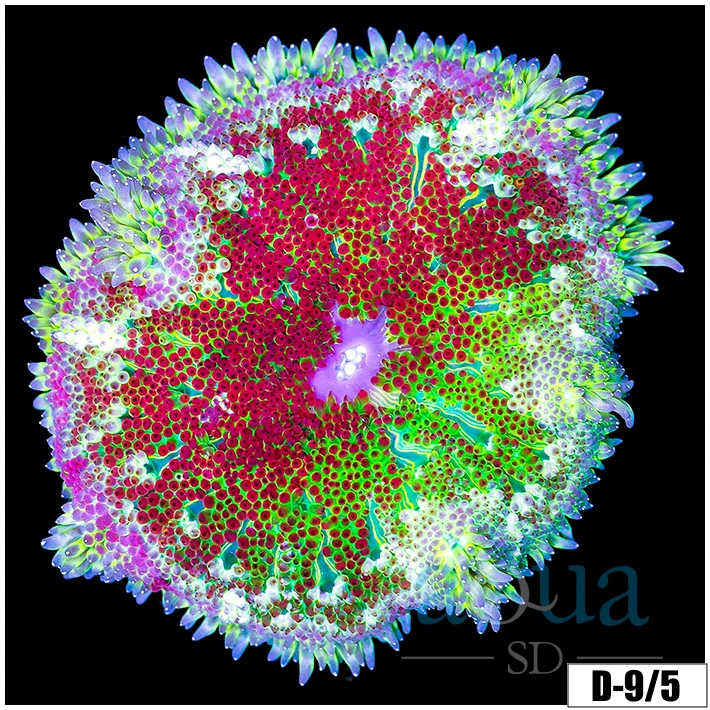 ASD Maxi Mini Carpet Anemone