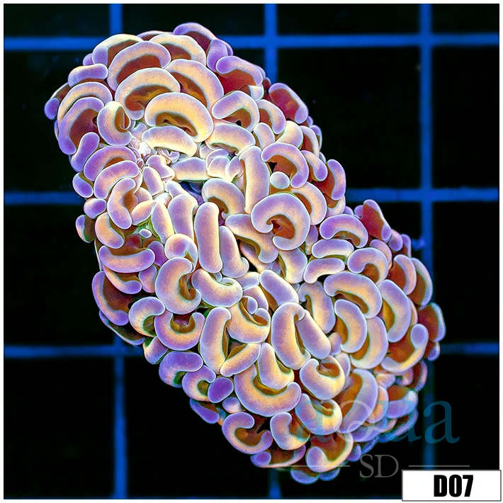 ASD Orange Prismatic Wall Hammer