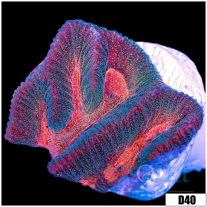 Pink Desire Platy Favia