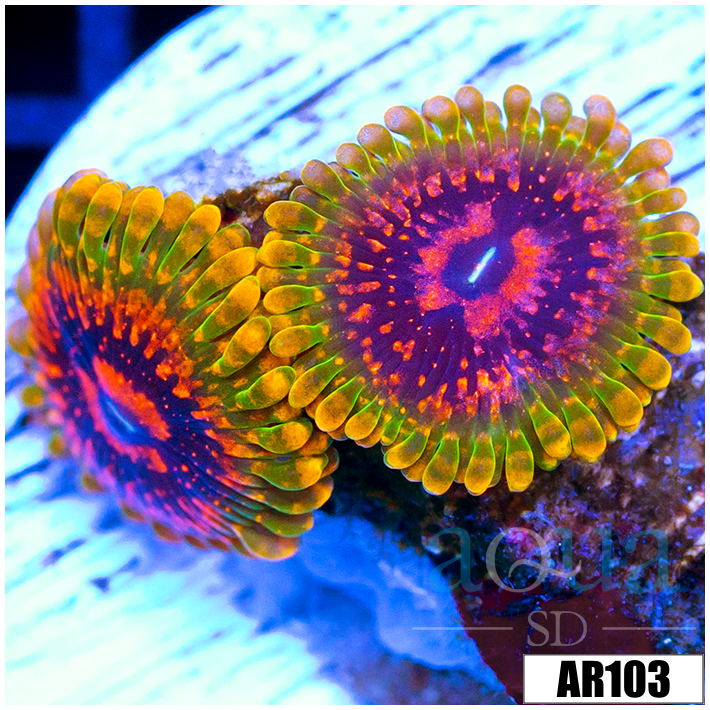 Grand Master Krak Zoas