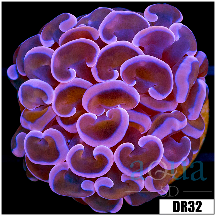 Aussie Pink Dragon Scale Hammer
