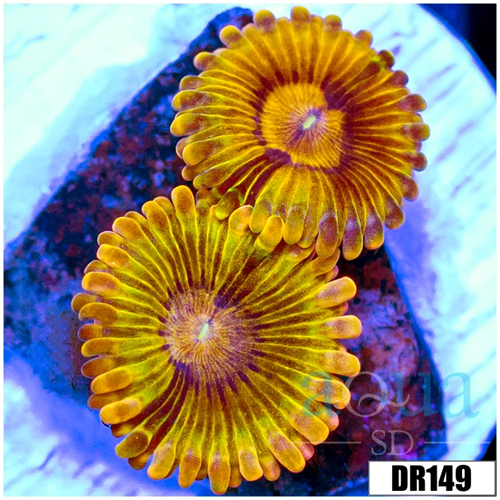 Chiquita Zoanthids