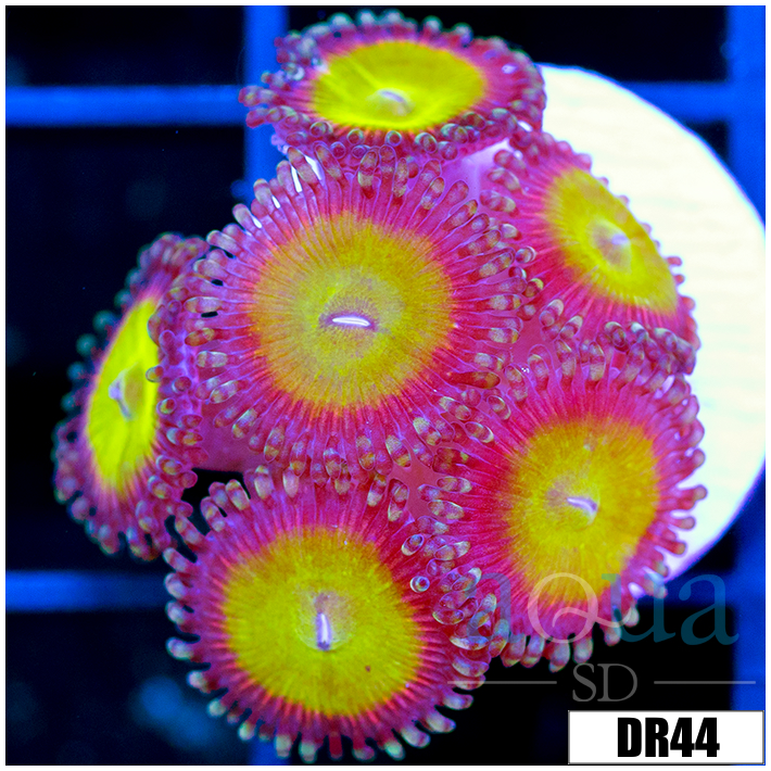 Candy Apple Zoanthids