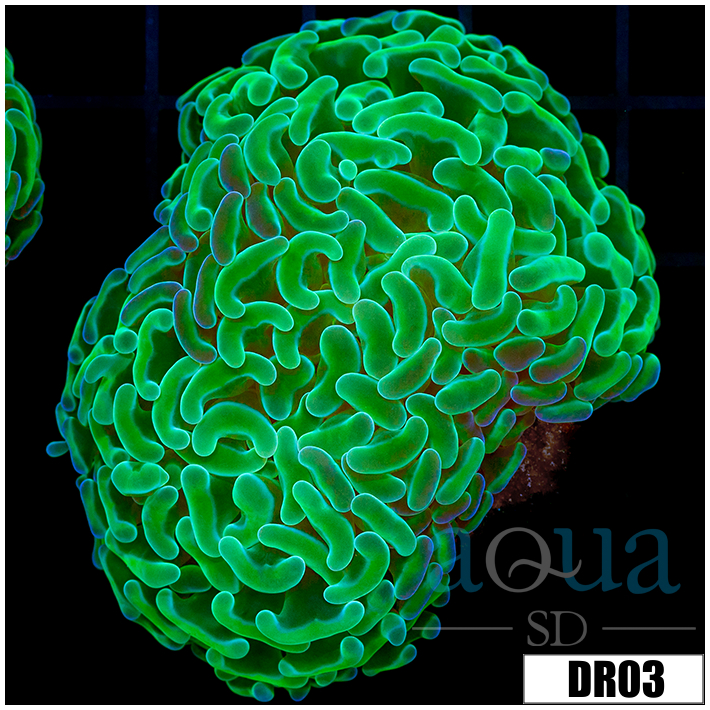 Aussie Neon Branching Hammer