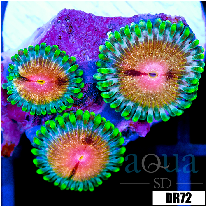 ASD Jolly Rancher Zoas