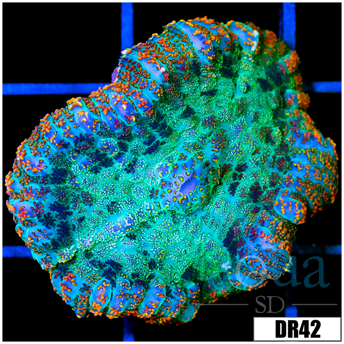 Rainbow Speckled Rhodactis Mushroom