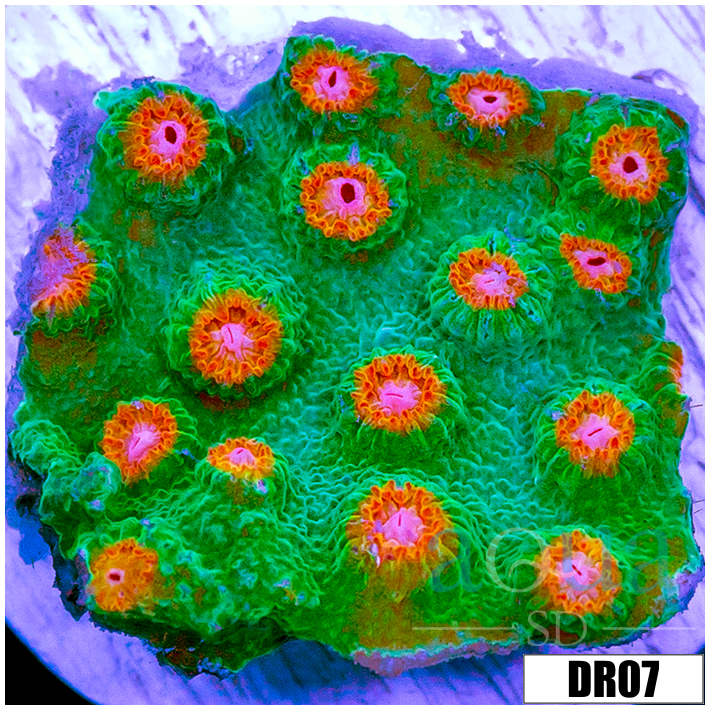 Indo Meteor Shower Cyphastrea