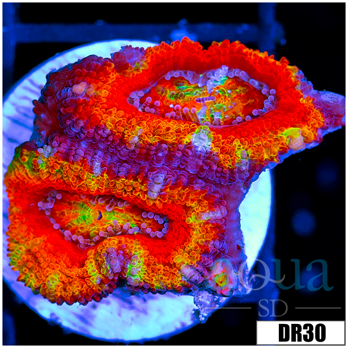ASD Rainbow Acan Lord