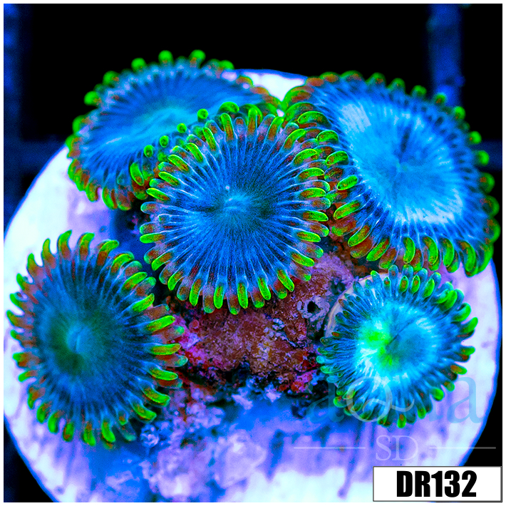 Blue Sinatra Zoanthids