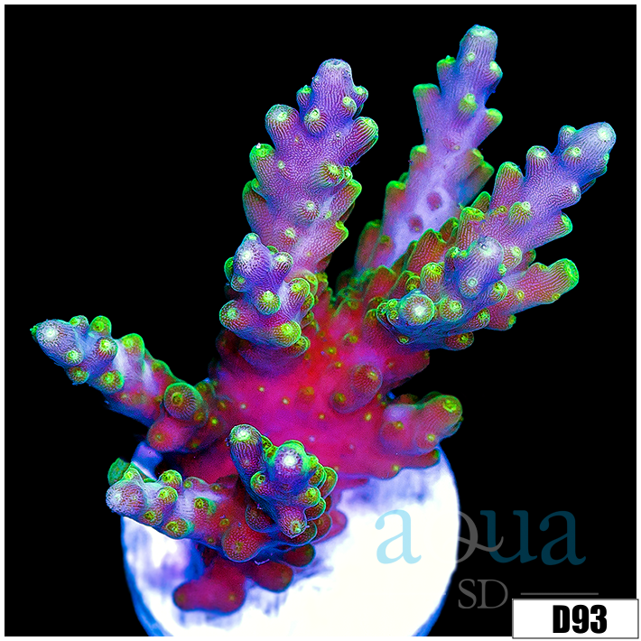 Galaxy Acropora