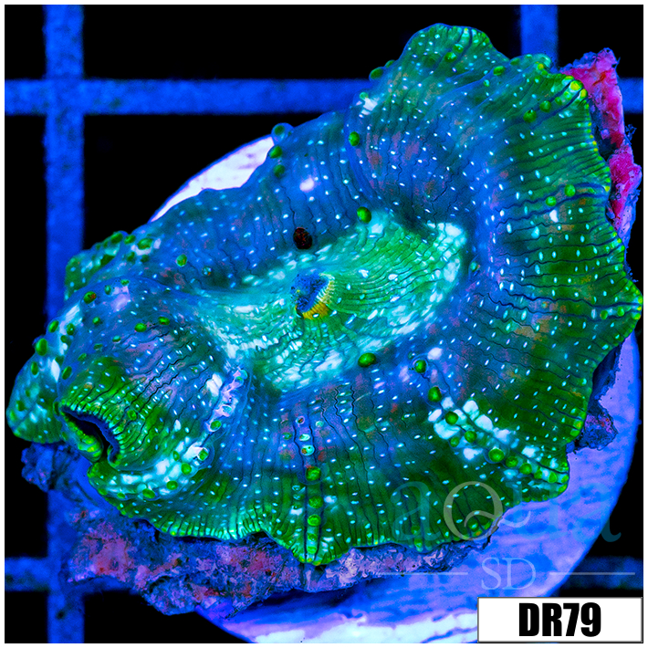 Spotted Discosoma Mushroom