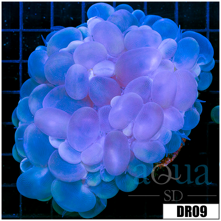 Aussie Large Bubble Coral