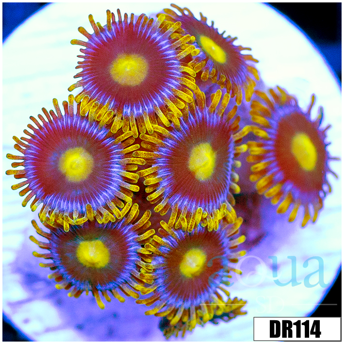 Blow Pop Zoas