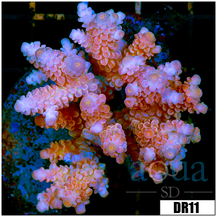 Indo Cultured Acropora Colony