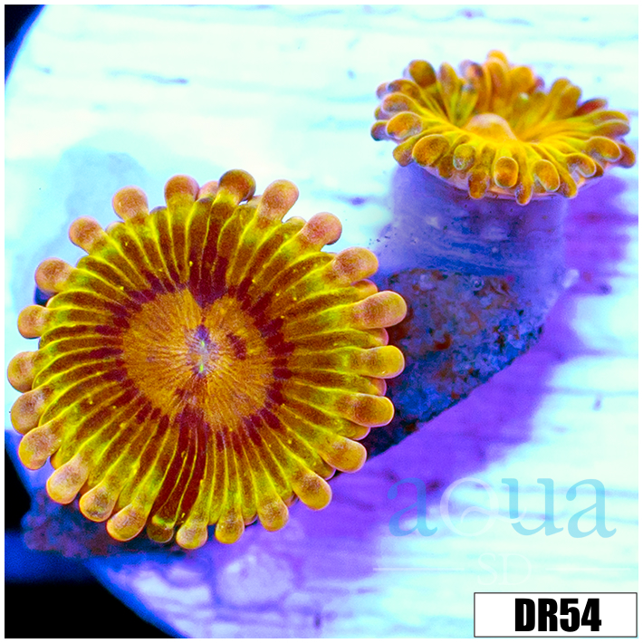 Chiquita Zoanthids