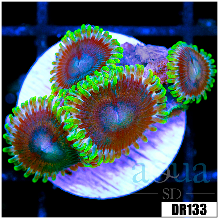 Blue Sinatra Zoanthids