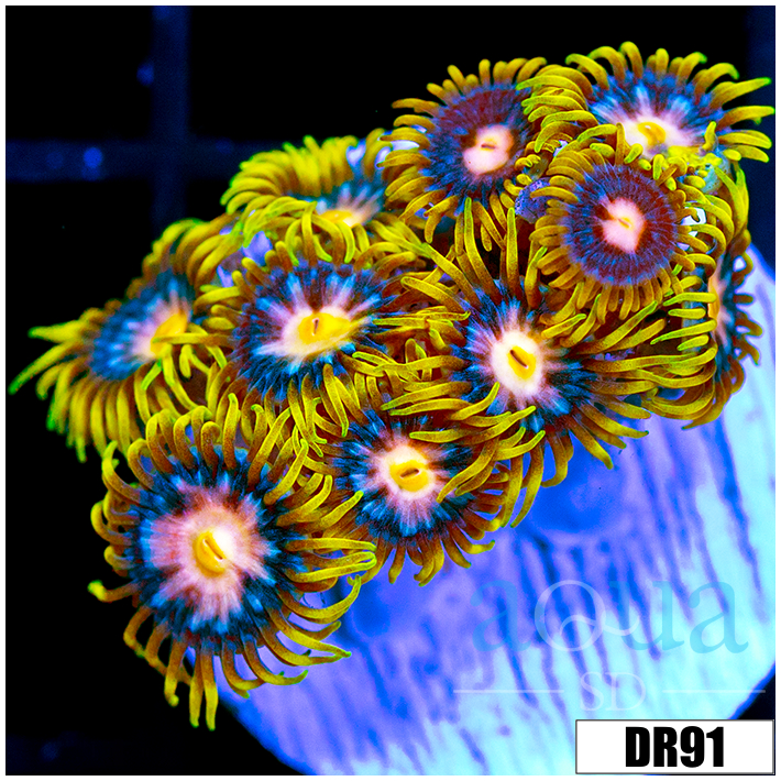 Laser Lemon Zoanthids