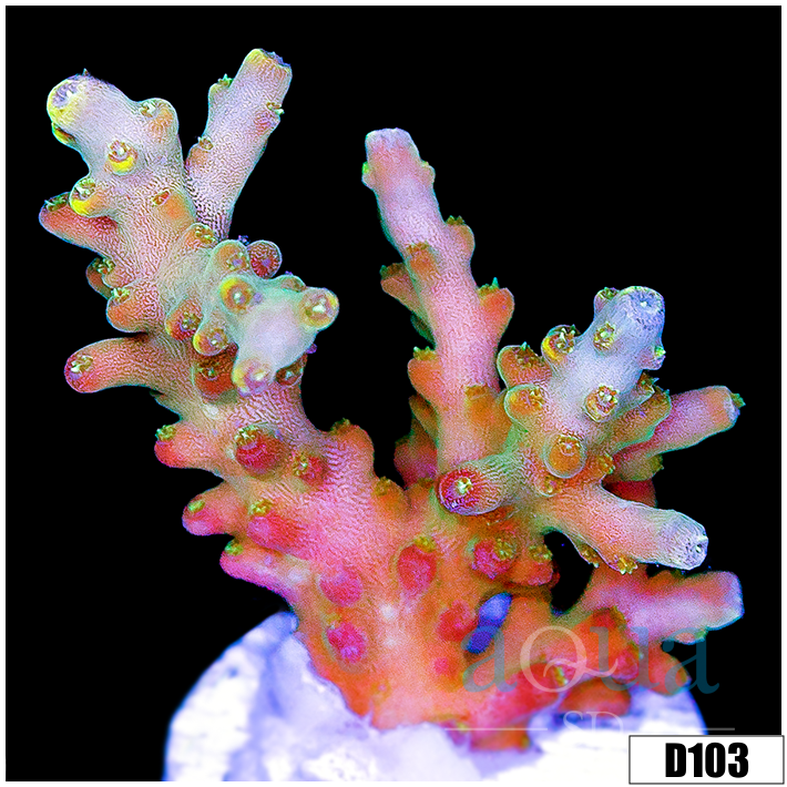 Bonsai Tort Acropora
