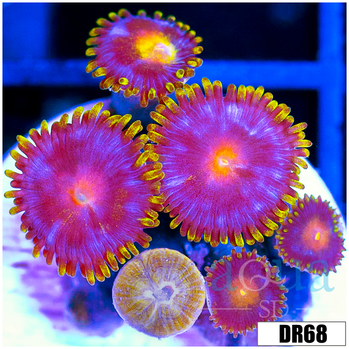Blow Pop Zoas