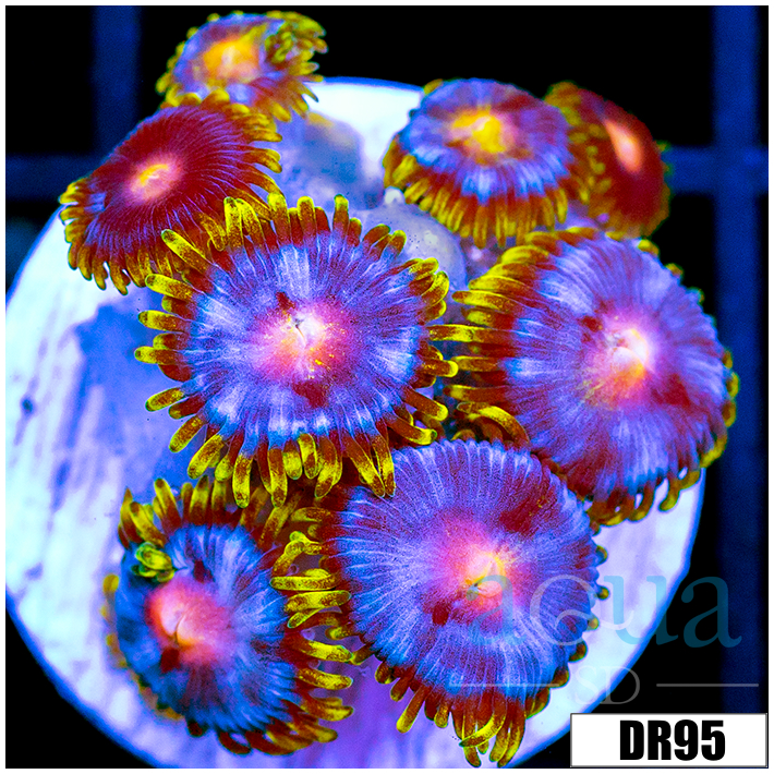 Blow Pop Zoas