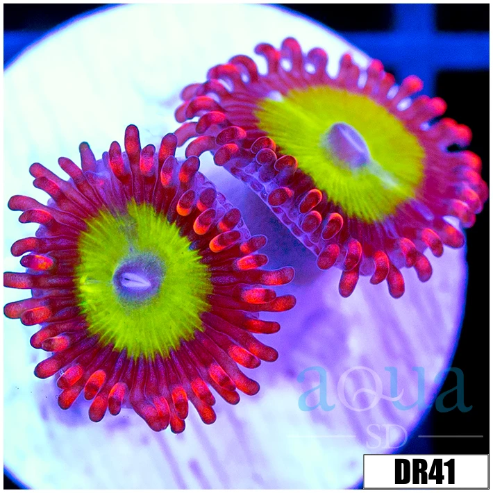 Candy Apple Zoas
