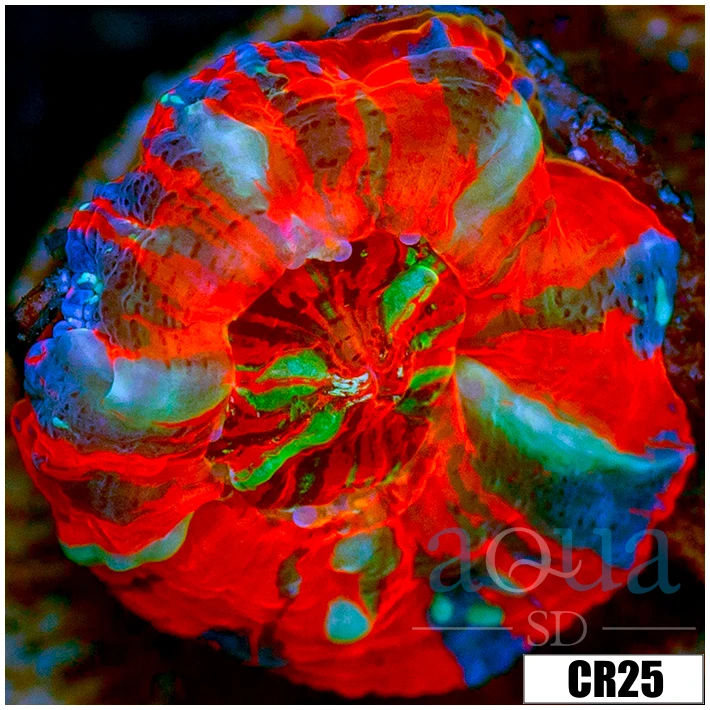 Indo Captive Spawned Scoly