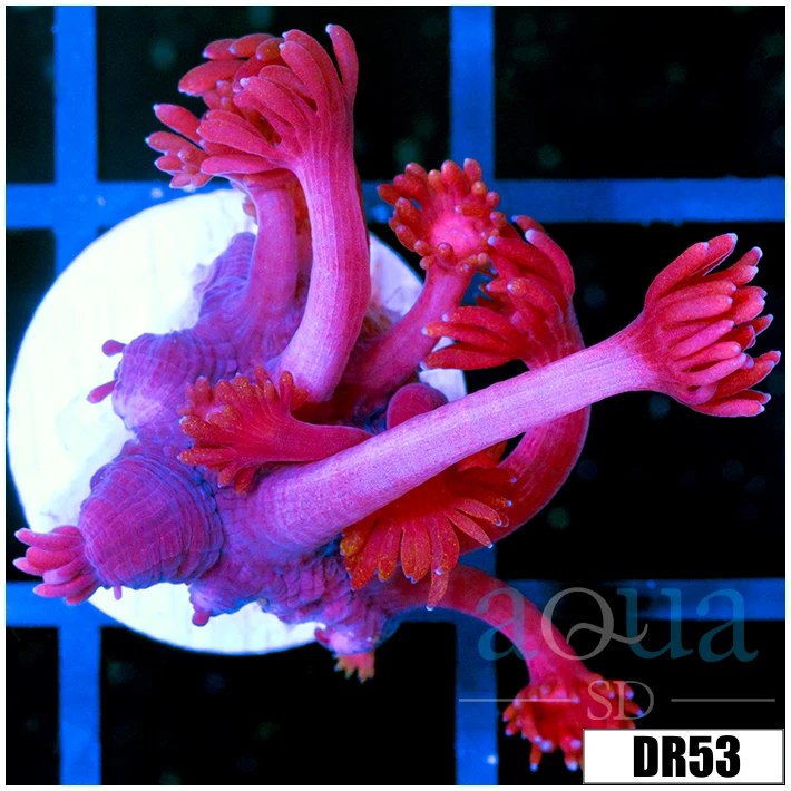 Indo Cultured Red Goniopora