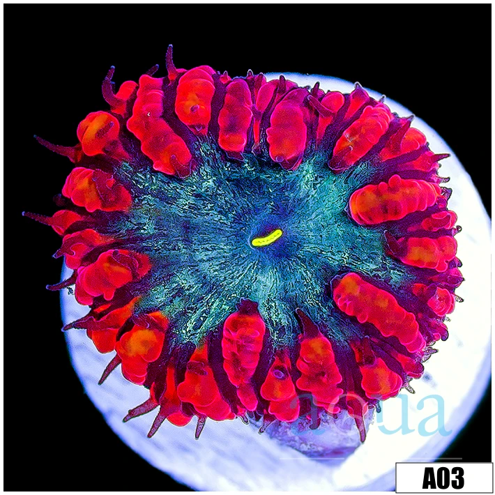 Lava Rim Blasto