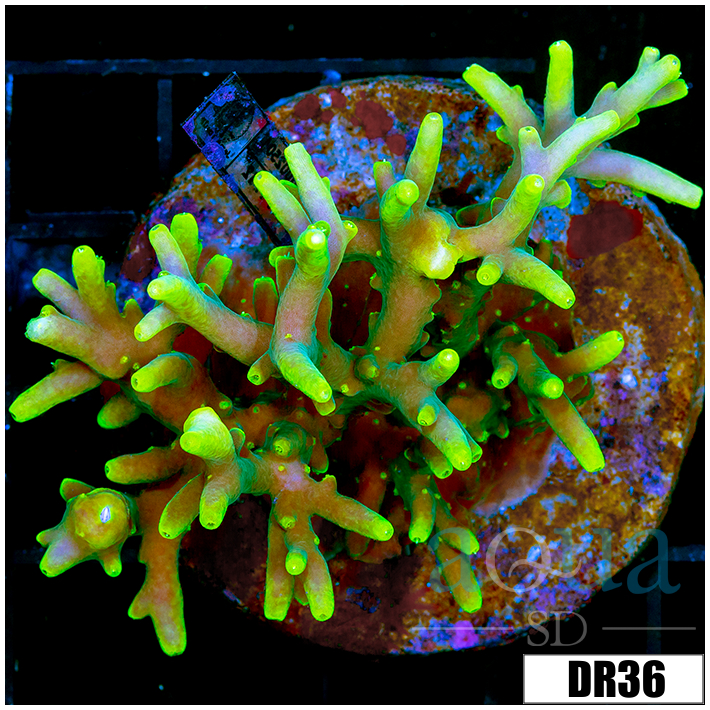 Indo Cultured Acropora Colony