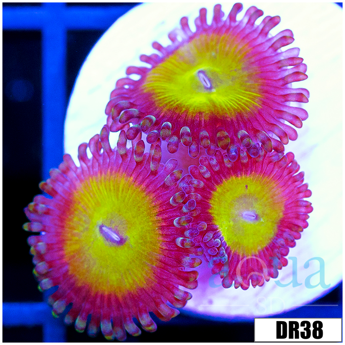 Candy Apple Zoas