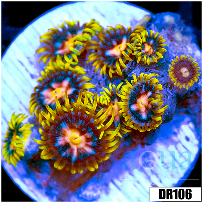 Laser Lemon Zoanthids