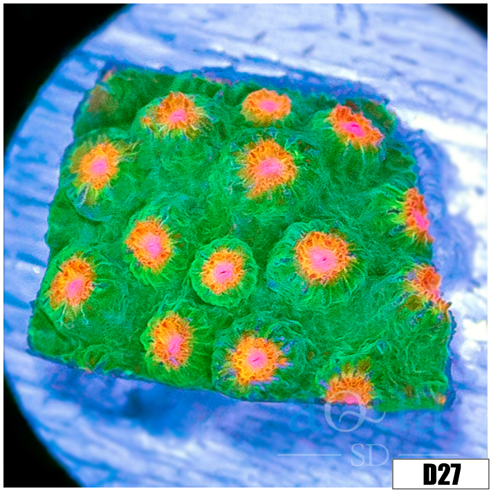 Indo Meteor Shower Cyphastrea