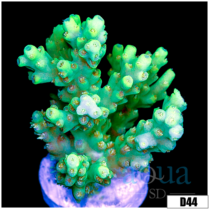 Enchanted Acropora