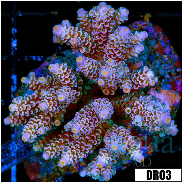 Indo Cultured Acropora Colony