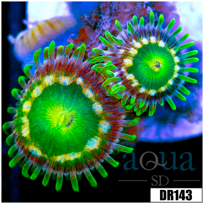 Dragon Eyes Zoas