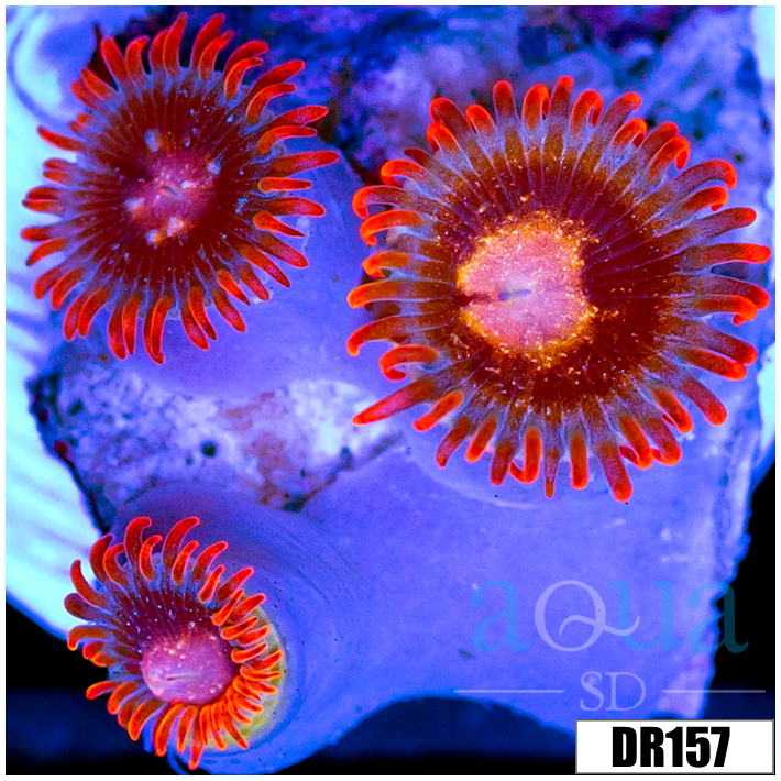 ASD Crimson Galaxy Zoas