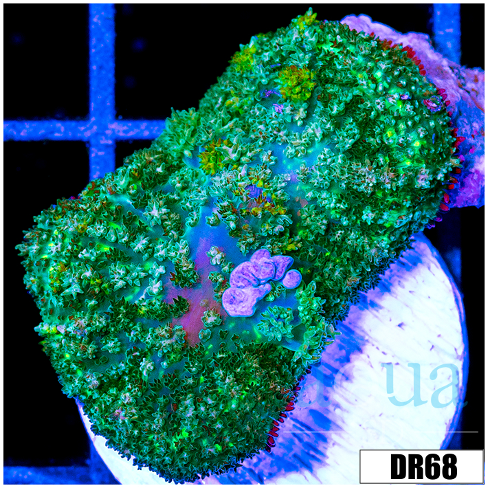 Blue Bounce Rhodactis Mushroom