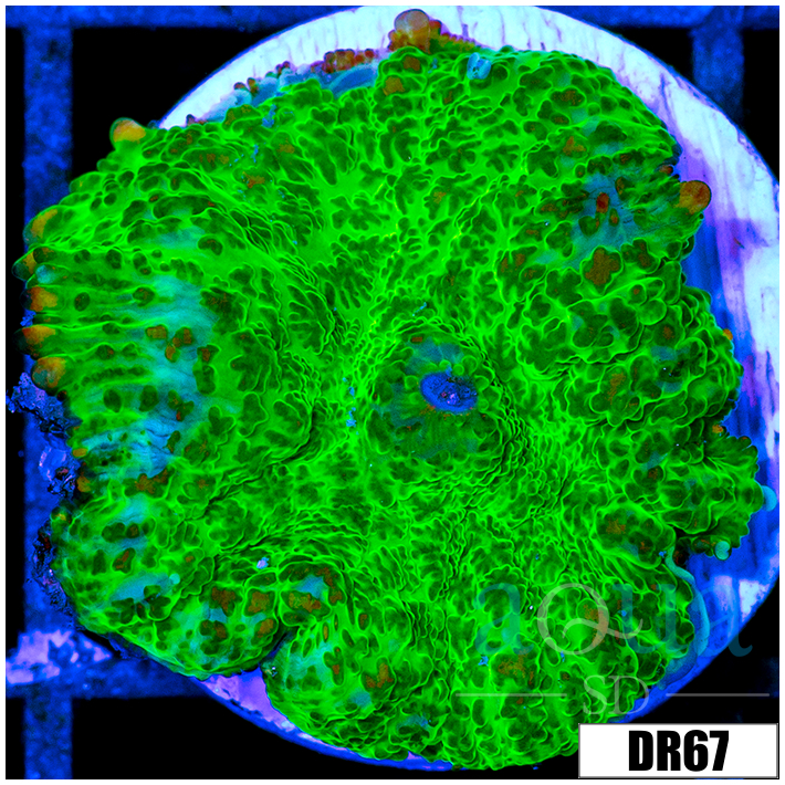 Nuclear Rhodactis Mushroom