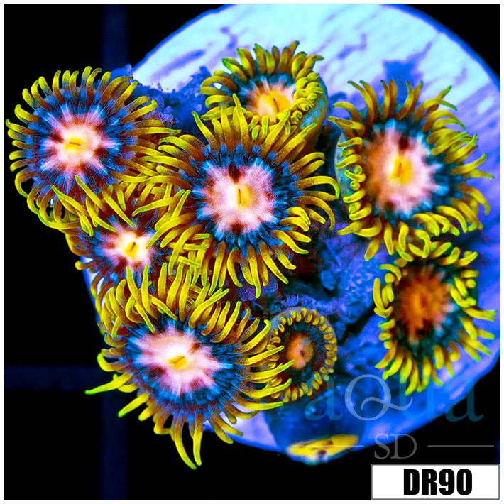 Laser Lemon Zoanthids