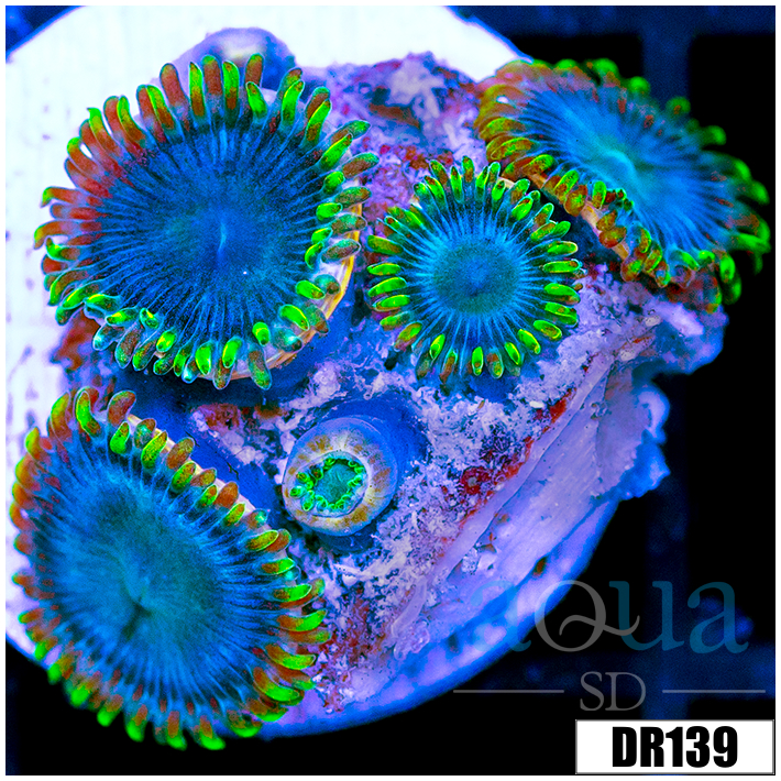 Blue Sinatra Zoanthids