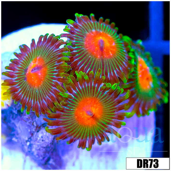Gator Eyes Zoas