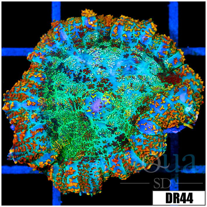 Rainbow Speckled Rhodactis Mushroom