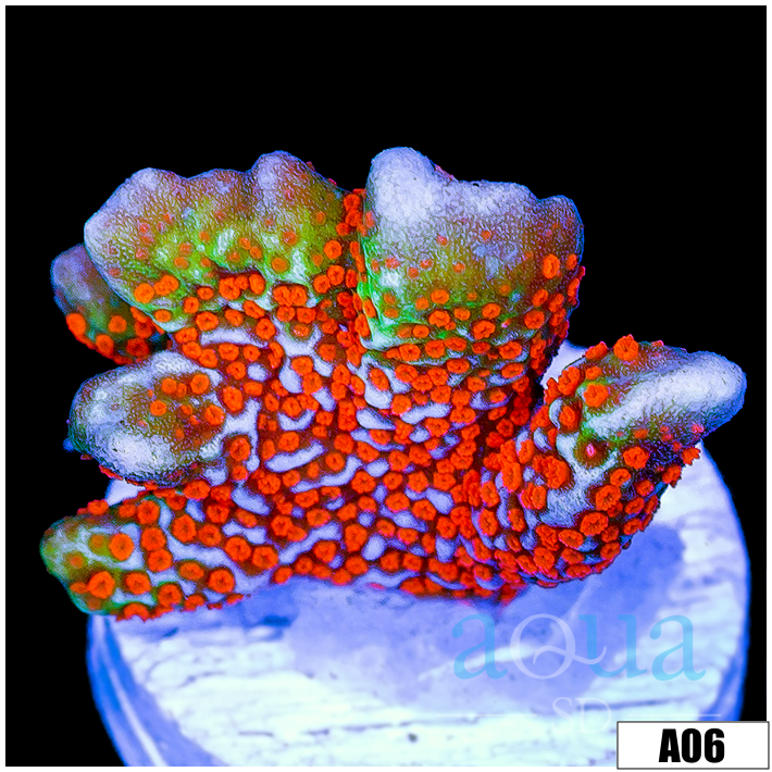 Info Red Montipora Digitata