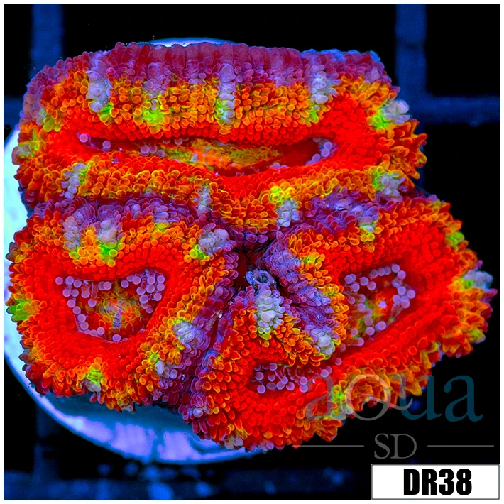 ASD Rainbow Acan Lord