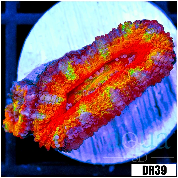 ASD Rainbow Acan Lord