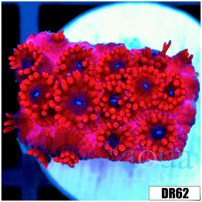 ASD Red Goniopora