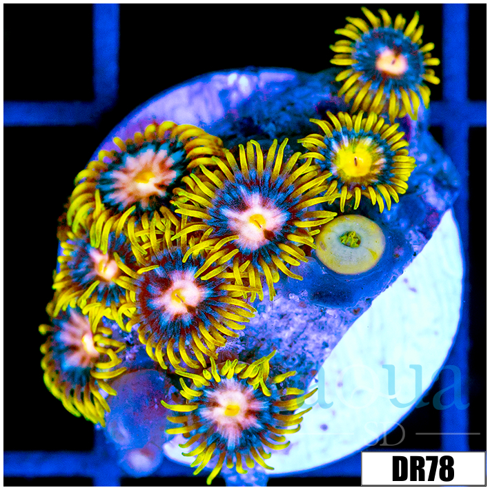 Laser Lemon Zoanthids